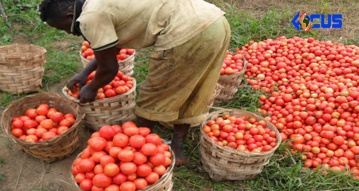 Cameroun : Deux vendeurs de tomates se suicident par manque de bénéfices