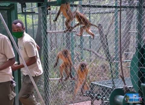 RDC : Le retour des singes sème la panique à Lubumbashi