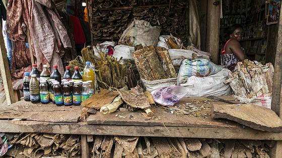 Cameroun : Le combat contre la covid-19 intègre la pharmacopée traditionnelle.