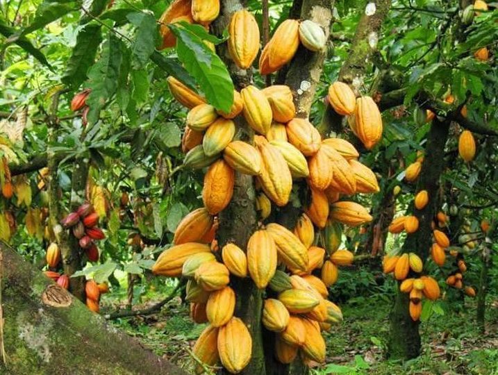 Cameroun :  Déclin de la filière  cacao en plein expansion à Kribi