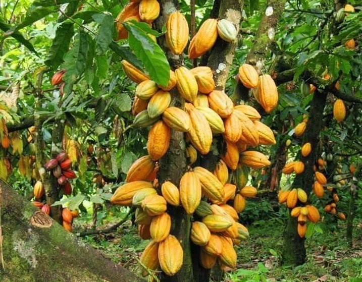 Cameroun : Déclin de la filière cacao en plein expansion à Kribi
