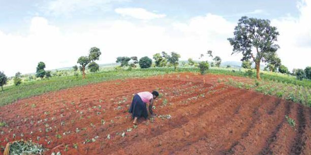 Cameroon : Bibiani Farmers Benefits Cashew Nut Seeds