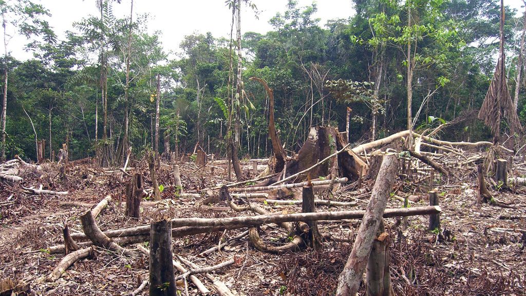 Cameroun – Environnement : Campo et Niété se rapprochent du désert