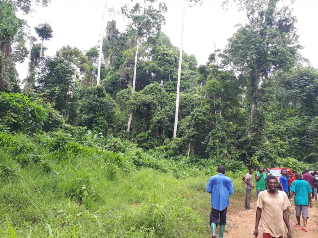 Cameroun – Environnement : Le grand cri de détresse de Campo autour de sa forêt