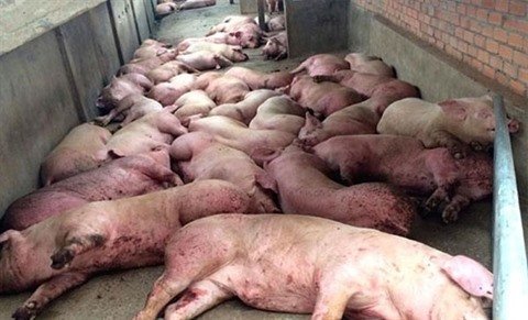Economie : Troublante riposte autour de la peste porcine