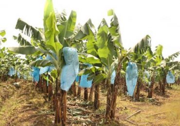 économie : La filière banane renaît de ses cendres