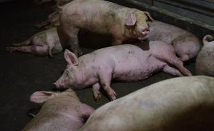 Elevage : Prémisses d’une nouvelle épizootie de peste porcine africaine