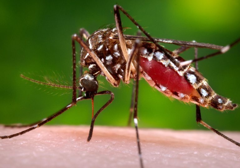 Santé : La face cachée de la journée mondiale du moustique