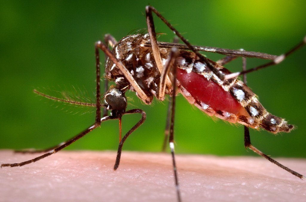 Santé : La face cachée de la journée mondiale du moustique