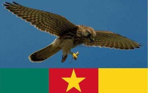 Gouvernance : Les grandes controverses de l’opération épervier