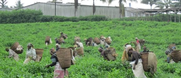 Conjoncture : Sombre nuage pour la société Ndu Tea Estate