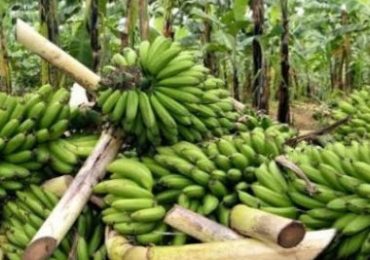 Economie : Légère embellie observée autour de la filière Banane au Cameroun